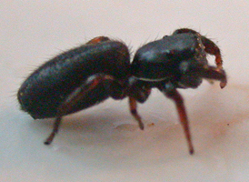 Metacyrba taeniola